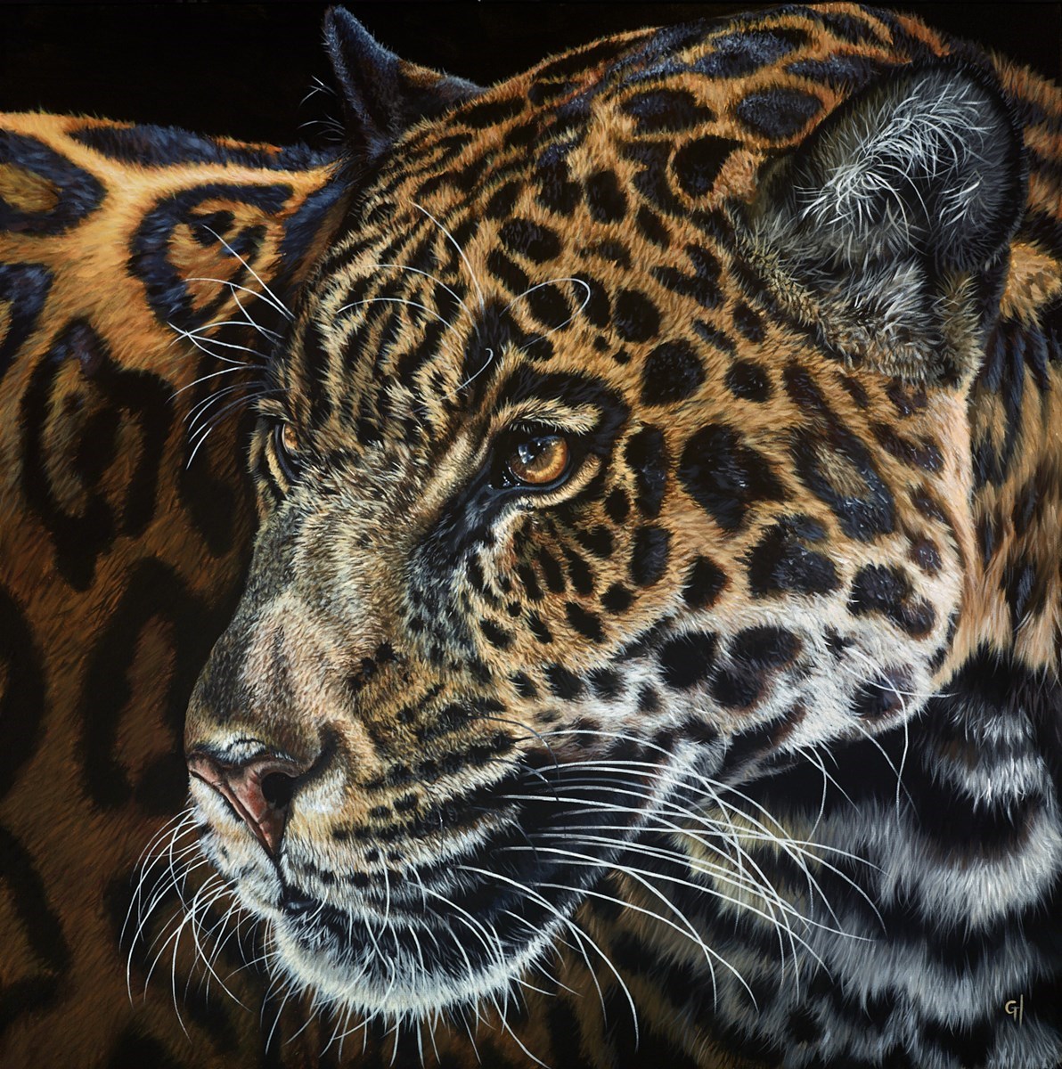 Leopard by Gina Hawkshaw image